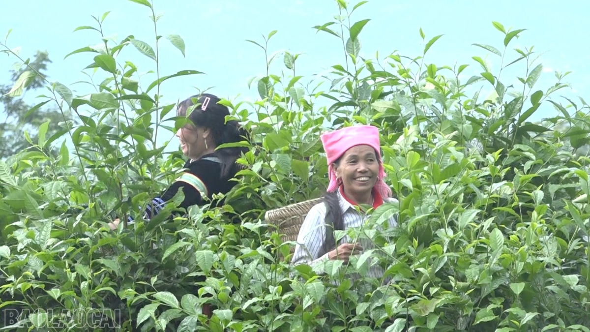 Từ sản xuất rau an toàn theo chuỗi liên kết đến phát triển hạ tầng số, ứng dụng công nghệ đang trở thành đòn bẩy quan trọng trong mục tiêu giảm nghèo bền vững của tỉnh Lào Cai.