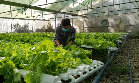 Ứng dụng công nghệ cao vào trồng rau thủy canh.