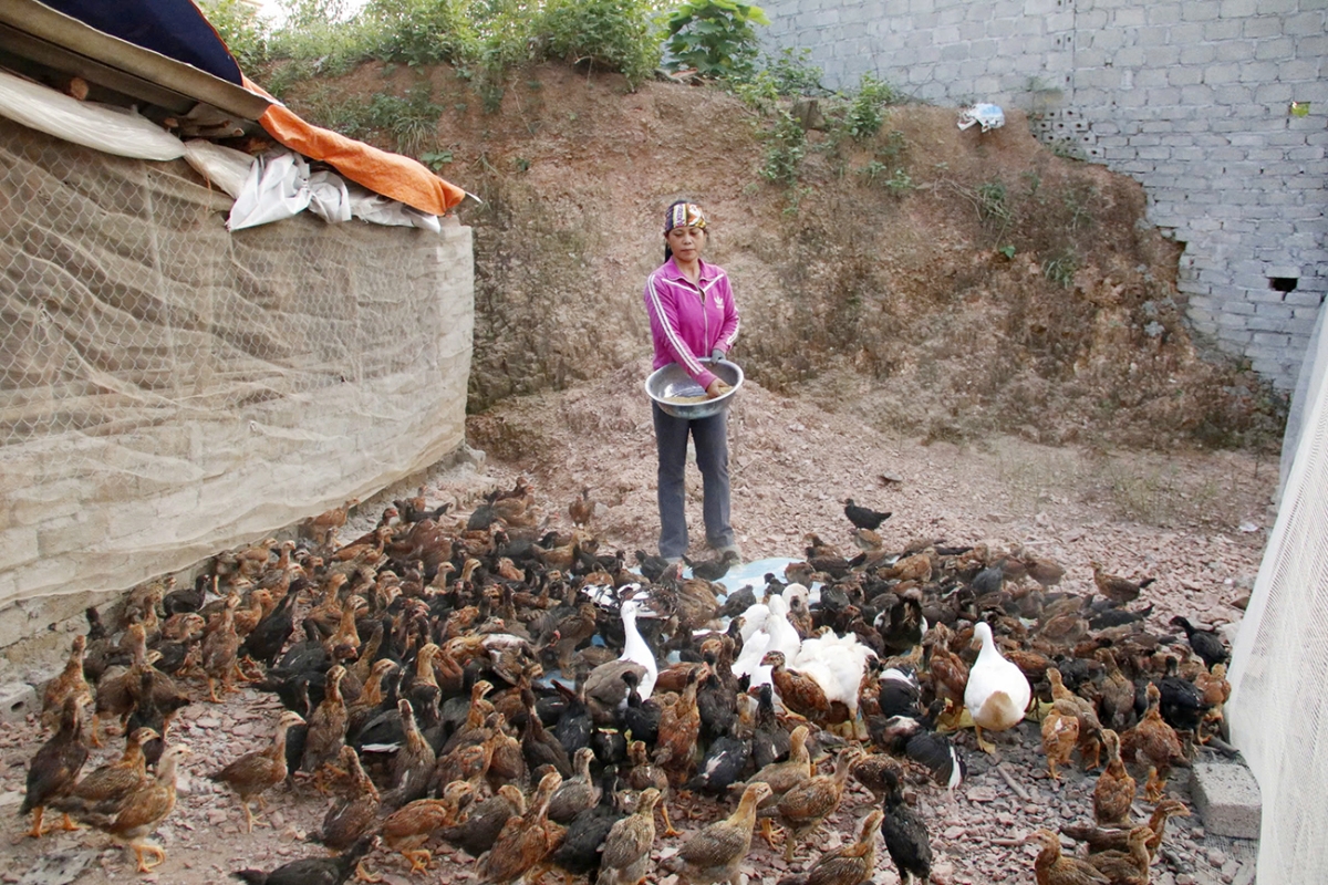 Áp dụng công nghệ trong kỹ thuật nuôi đã giúp bà con giảm nghèo từ phát triển chăn nuôi.