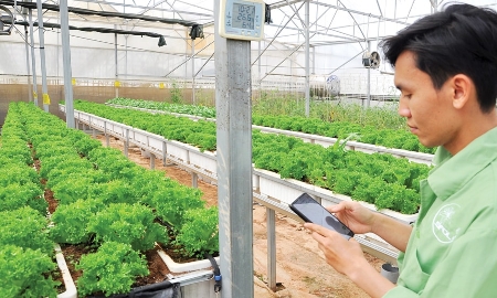 Điều khiển thiết bị tưới bằng hệ thống phần mềm qua điện thoại thông minh tại HTX Sunfood Đà Lạt.