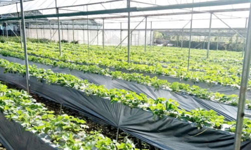 Chuyển đổi số: Động lực mới cho công tác giảm nghèo tại Ninh Bình