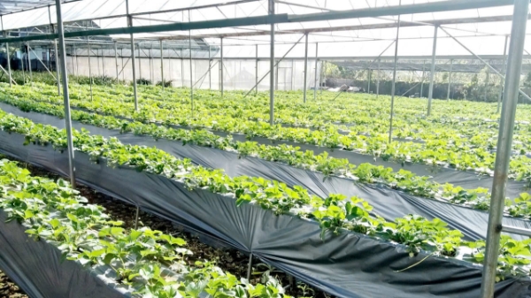 Chuyển đổi số: Động lực mới cho công tác giảm nghèo tại Ninh Bình