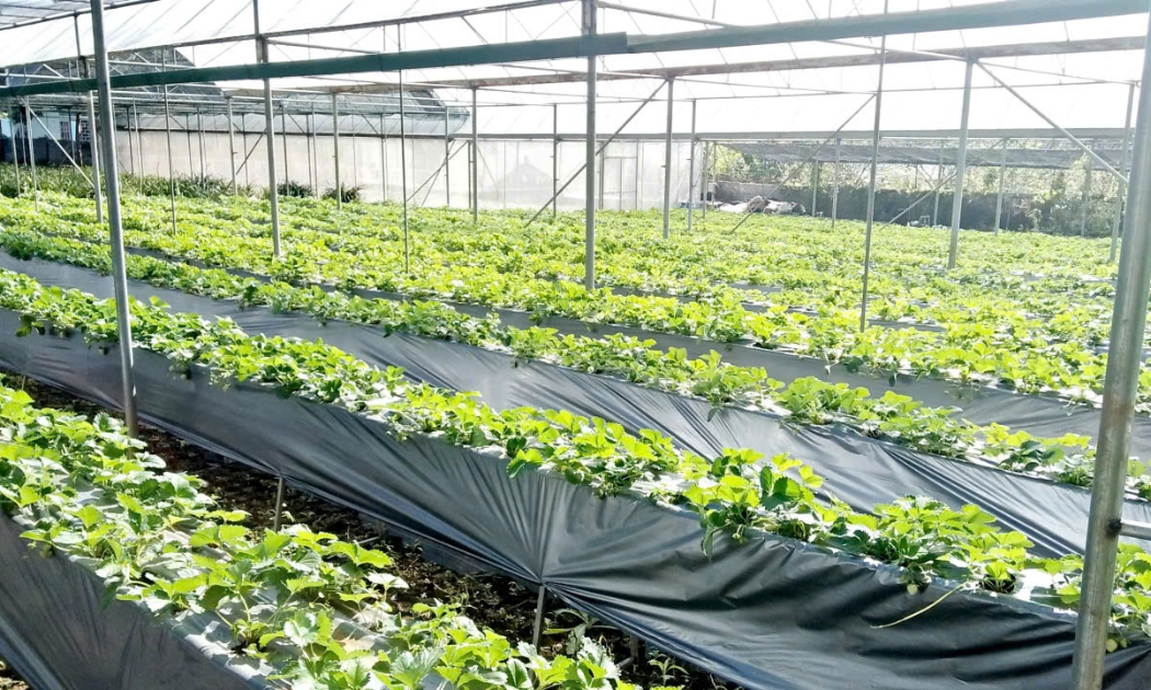 Ứng dụng công nghệ trong sản xuất để tăng năng suất. Ảnh: Thu Hằng.