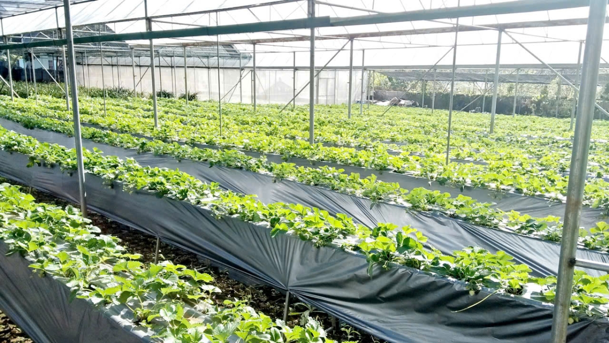 Ứng dụng công nghệ trong sản xuất để tăng năng suất. Ảnh: Thu Hằng.