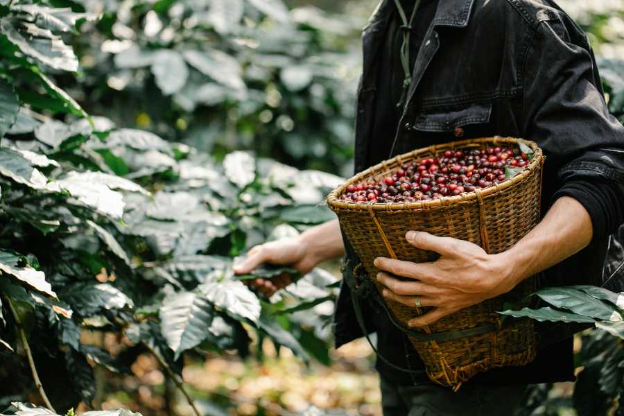 Cà phê là mặt hàng sản xuất và xuất khẩu chủ lực của vùng Tây Nguyên. Ảnh minh họa