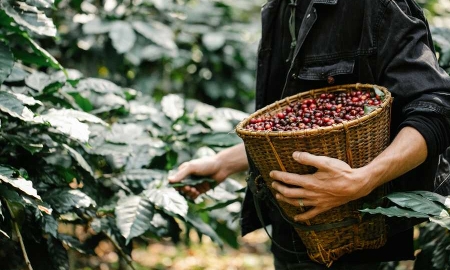 Cà phê là mặt hàng sản xuất và xuất khẩu chủ lực của vùng Tây Nguyên. Ảnh minh họa