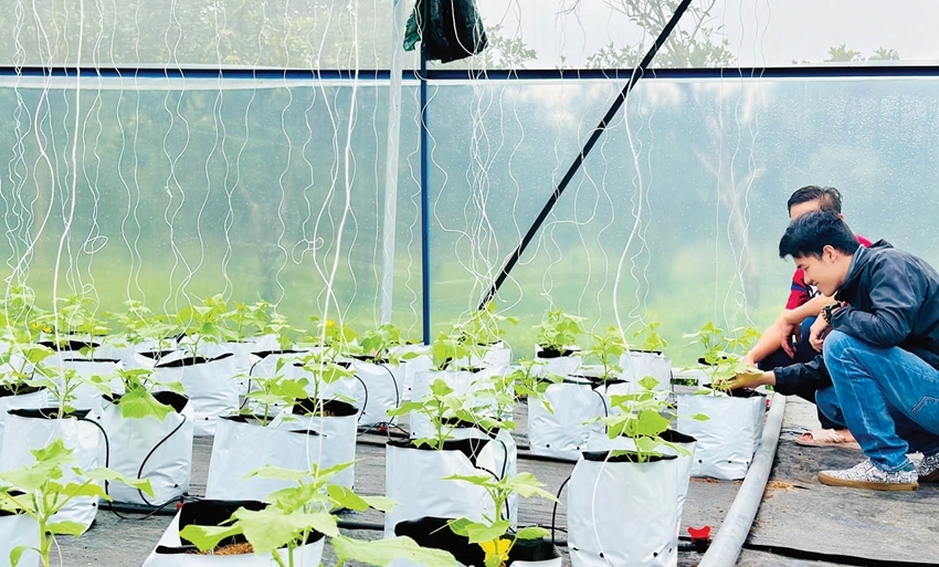 Hợp tác xã góp phần định hình kinh tế xanh ở Huế.