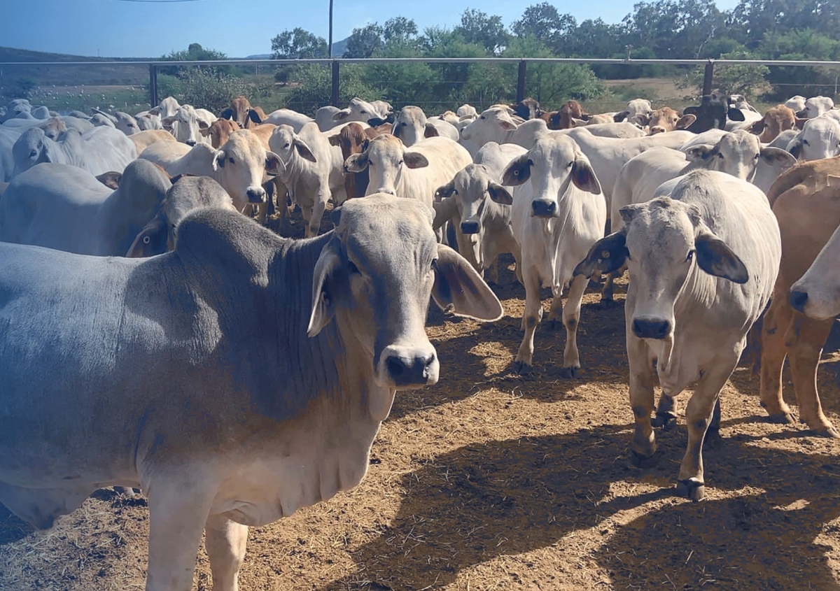 Hiện công ty đang giữ vị trí dẫn đầu thị phần bò Úc.