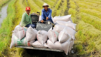 Vietnam reaches record 500,000 tons in national food reserves