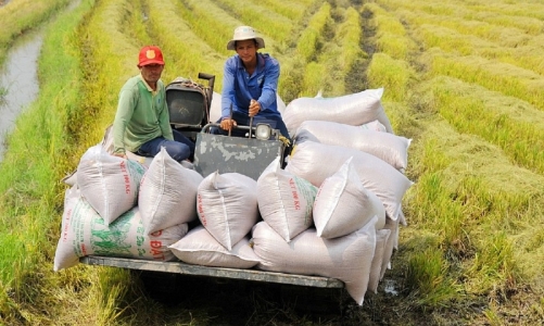 Vietnam reaches record 500,000 tons in national food reserves