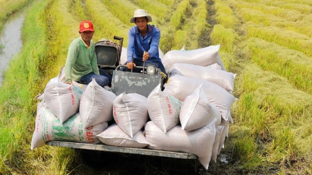 Vietnam reaches record 500,000 tons in national food reserves