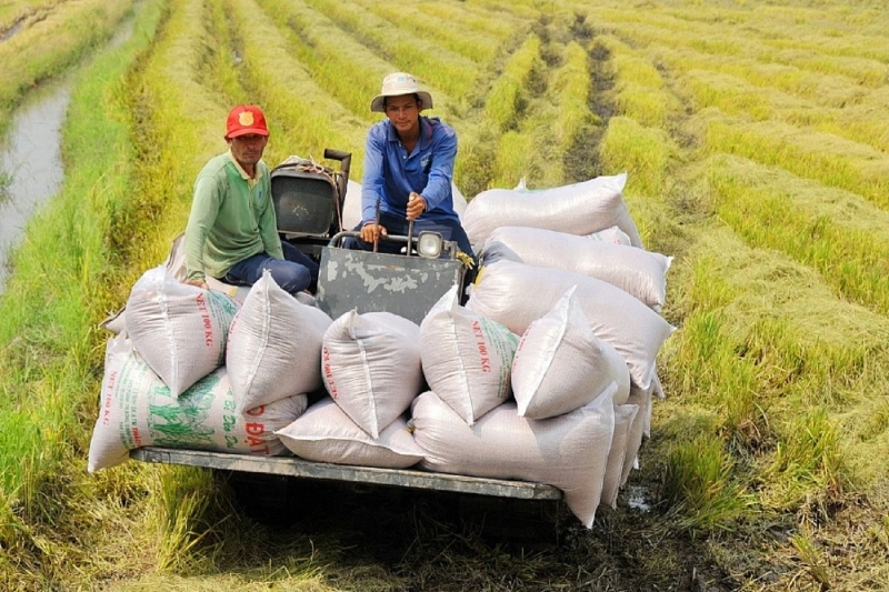 Vietnam reaches record 500,000 tons in national food reserves