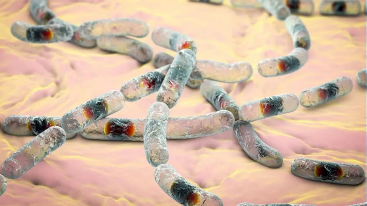 Cereulide là loại độc tố bền với nhiệt độ, hầu như không bị phá hủy ngay cả khi đun nóng.