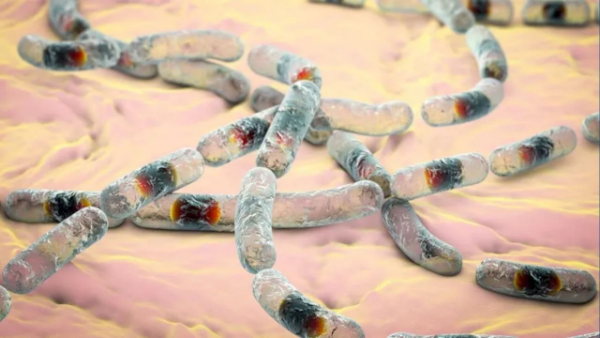 Cereulide là loại độc tố bền với nhiệt độ, hầu như không bị phá hủy ngay cả khi đun nóng.