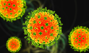 Việt Nam chưa ghi nhận trường hợp mắc bệnh do virus Nipah