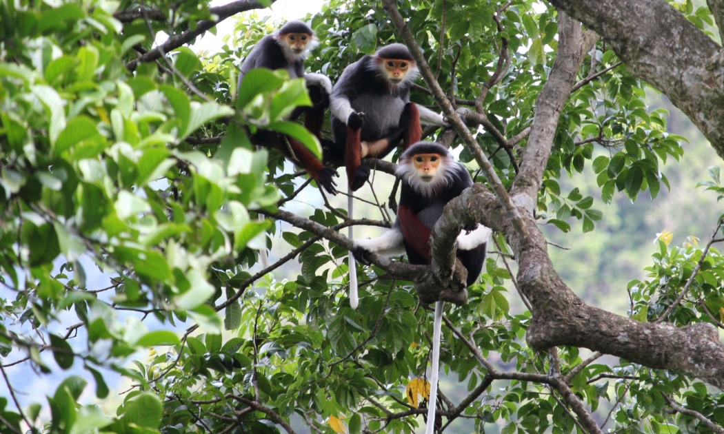 Bảo đảm sự toàn vẹn các giá trị hệ sinh thái Khu dự trữ thiên nhiên Động Châu– Khe Nước Trong