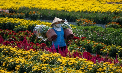 Thị trường hoa cây cảnh Tết 2026: Giảm số lượng, tăng tính cá nhân hóa