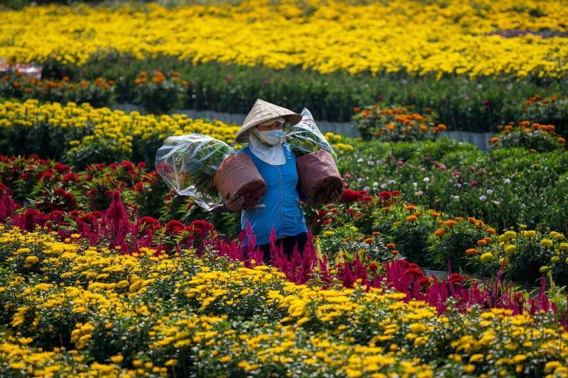 Trước sự thay đổi của sức mua, nhiều nhà vườn đã điều chỉnh kế hoạch sản xuất ngay từ đầu vụ. Ảnh minh họa.