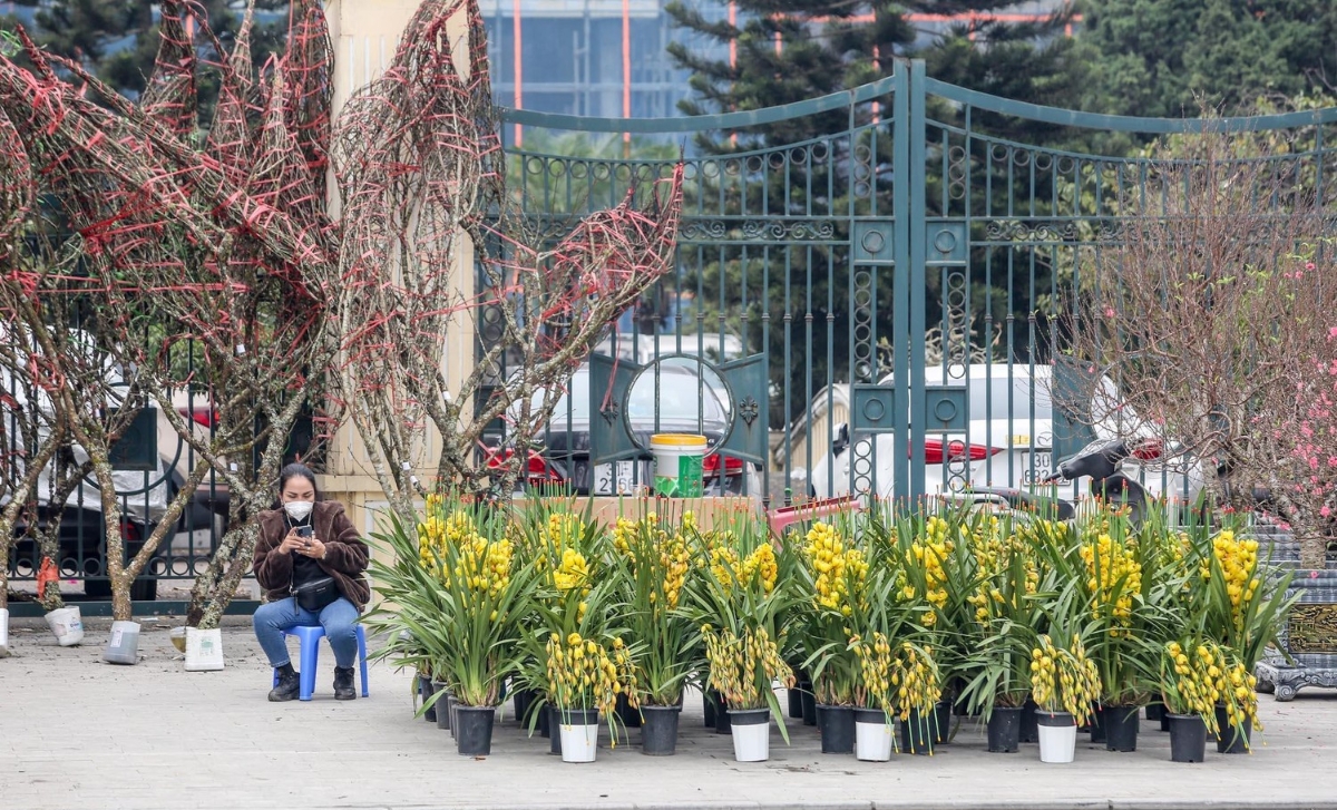 Nhiều chợ đào. quất đã hiện diện trên các tuyến đường, thu hút người dân chơi hoa Tết sớm. 