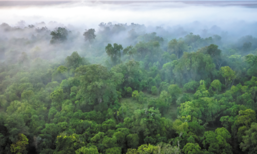 Potential from forests for green finance