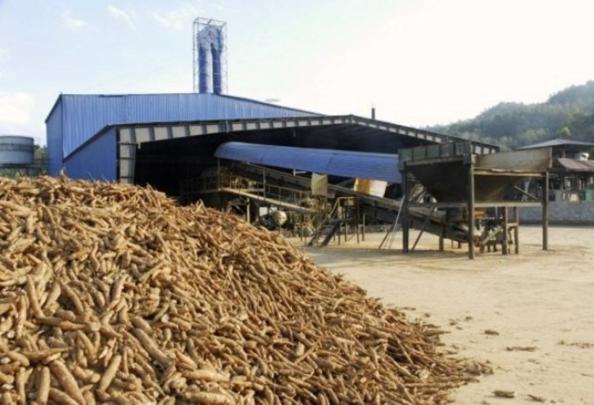 Xuất khẩu sắn của Việt Nam năm 2025 đạt 1,26 tỷ USD.