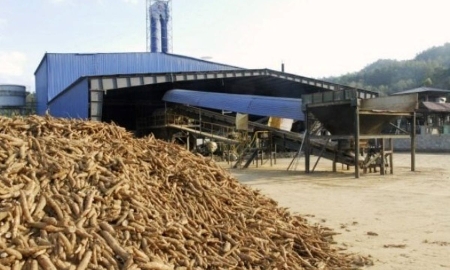 Xuất khẩu sắn của Việt Nam năm 2025 đạt 1,26 tỷ USD.