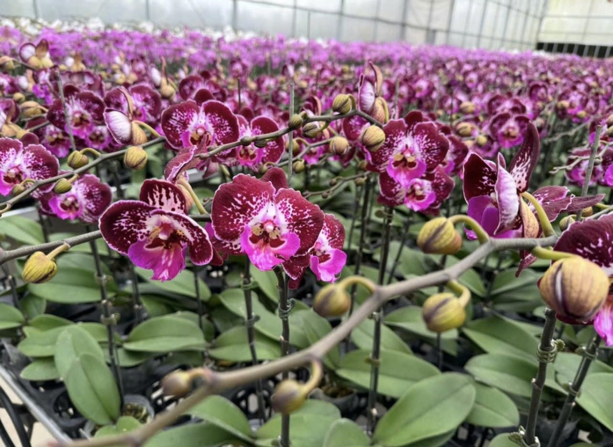 Năm nay, thị trường cây, hoa Tết phong phú cả về chủng loại lẫn kiểu dáng.