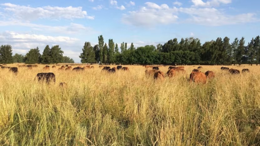 Năm 2025, Singapore công bố kế hoạch ký hợp đồng mua 2,175 triệu tấn tín chỉ carbon tự nhiên chất lượng cao từ các dự án tại Ghana, Peru và Paraguay, bao gồm cả các dự án phục hồi đồng cỏ tại Nam Mỹ. Ảnh: Shutterstock/Boomitra.