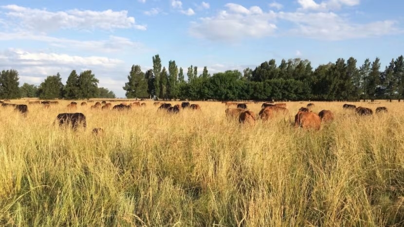 Năm 2025, Singapore công bố kế hoạch ký hợp đồng mua 2,175 triệu tấn tín chỉ carbon tự nhiên chất lượng cao từ các dự án tại Ghana, Peru và Paraguay, bao gồm cả các dự án phục hồi đồng cỏ tại Nam Mỹ. Ảnh: Shutterstock/Boomitra.