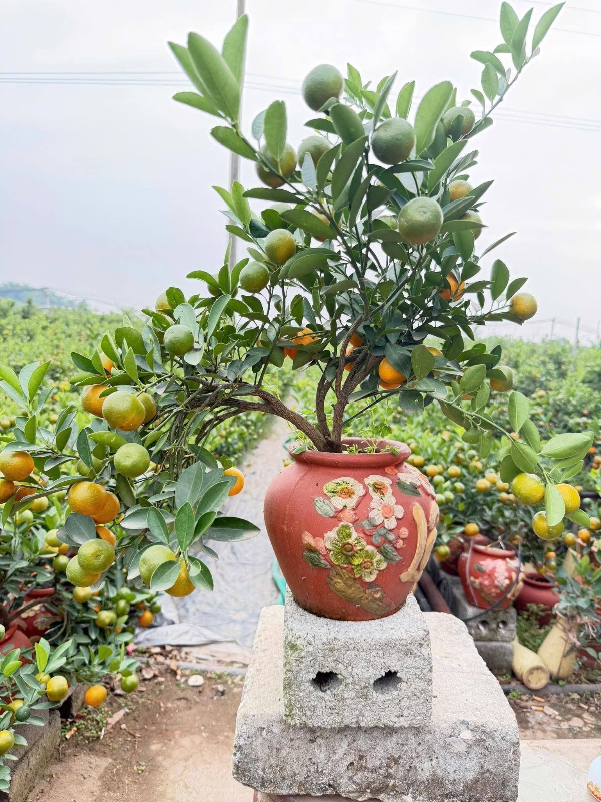 Quất Tứ Liên là sản phẩm được ưa chuộng mỗi dịp Tết Nguyên đán.