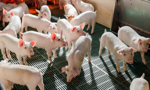 285 triệu cổ phiếu HPA lên sàn HOSE ngày 6/2 tới