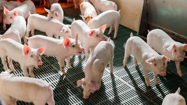 285 triệu cổ phiếu HPA lên sàn HOSE ngày 6/2 tới