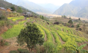 Ô Quy Hồ mở cửa mây, rẻo cao Lai Châu thức giấc cùng du lịch xanh