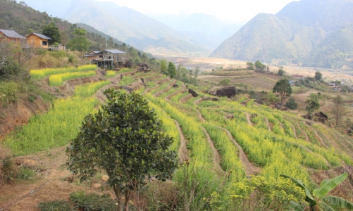 Ô Quy Hồ mở cửa mây, rẻo cao Lai Châu thức giấc cùng du lịch xanh