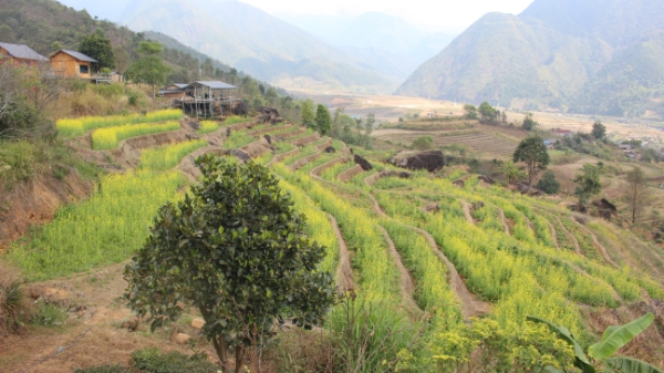 Ô Quy Hồ mở cửa mây, rẻo cao Lai Châu thức giấc cùng du lịch xanh