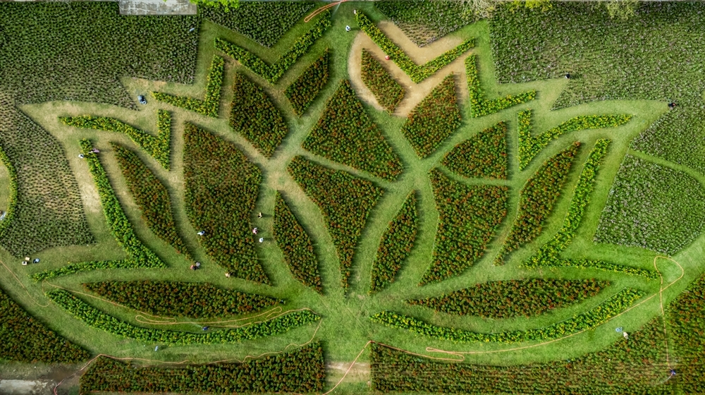 Đóa sen khổng lồ được tạo hình từ hơn 50.000 chậu hoa tại sân Hàm Nghi.