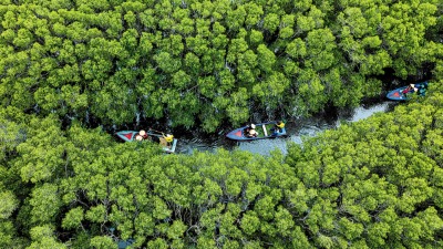 Blue carbon potential in Vietnam