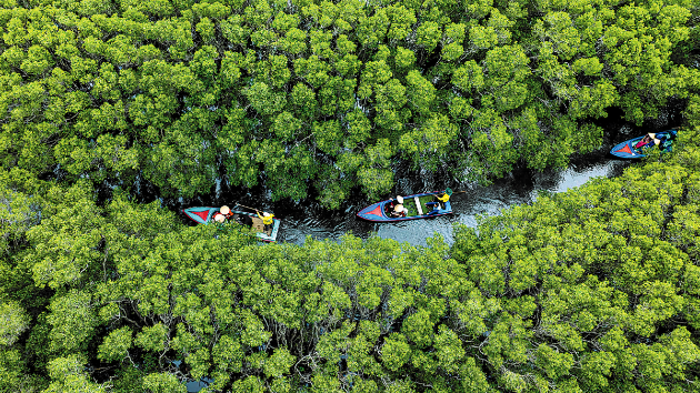 Blue carbon potential in Vietnam