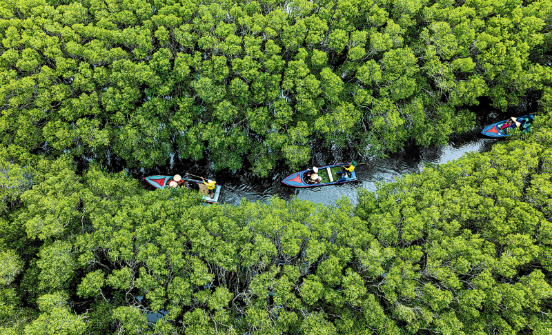 Blue carbon potential in Vietnam