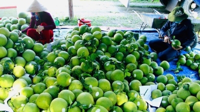 Hanoi's agricultural and forestry exports top $2 bln in 2025