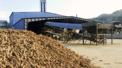Vietnam's cassava exports earn $1.26 bln in 2025
