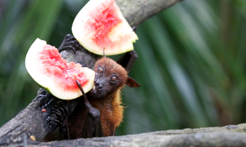 Bộ Y tế lên phương án ứng phó bệnh lây truyền qua thực phẩm do virus Nipah