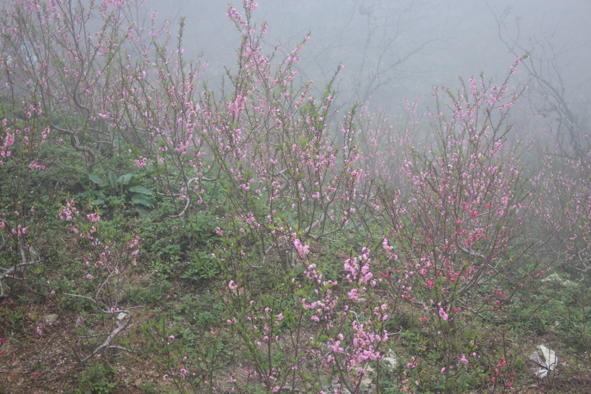 Sắc xuân đã nở rộ trong sương mù ở các vườn đào Sa Pa. Ảnh: Chu Khôi.