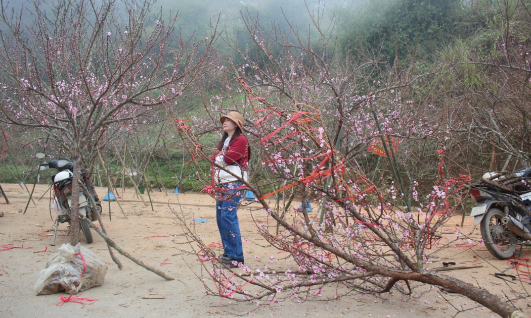 Giữ sắc xuân trên những cành đào Sa Pa