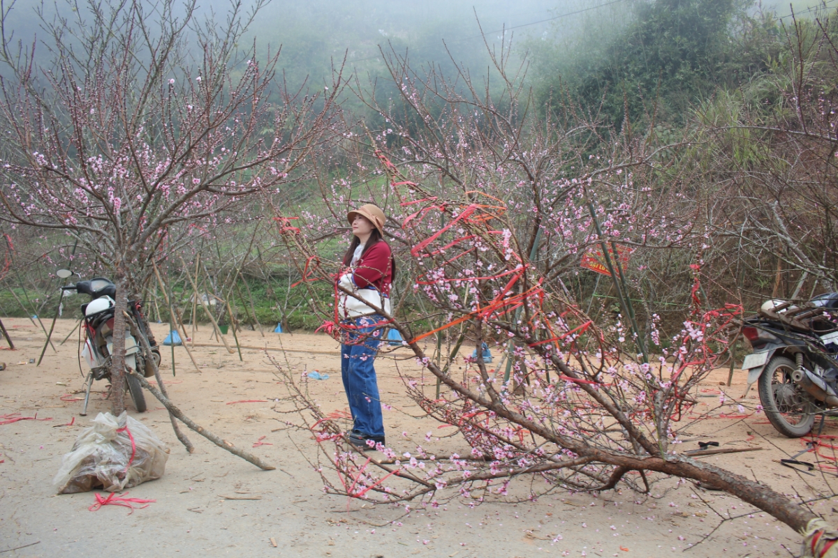 Một góc chợ hoa đào ở Tả Phìn, Lào Cai. Ảnh: Chu Khôi.
