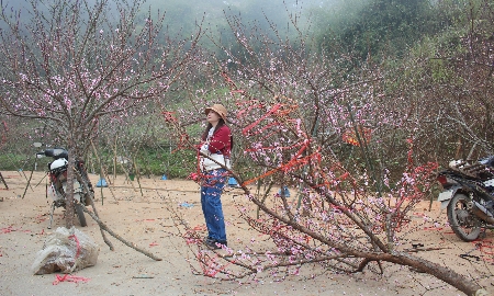 Một góc chợ hoa đào ở Tả Phìn, Lào Cai. Ảnh: Chu Khôi.