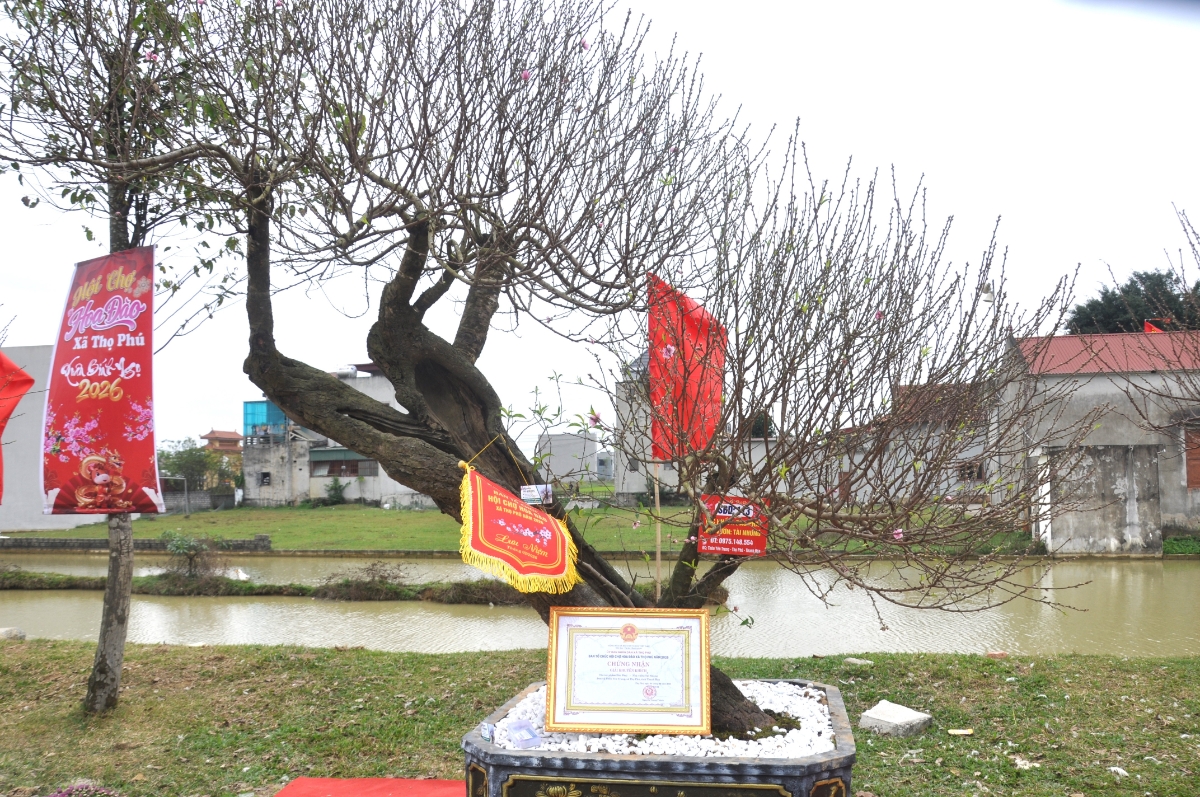 Đào cảnh Thọ Phú với dáng thế phong phú, đa dạng