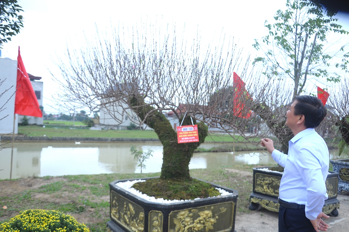 Những gốc đào thế độc đáo thu hút sự chú ý của khách tham quan