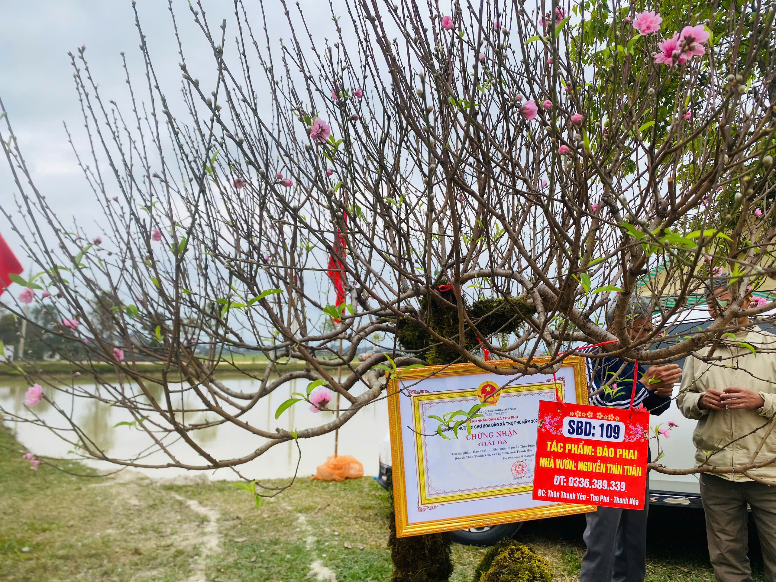 Sắc đào hồng tạo nên bức tranh xuân sống động