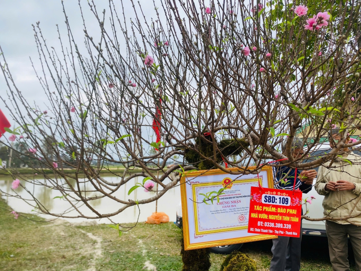 Sắc đào hồng tạo nên bức tranh xuân sống động